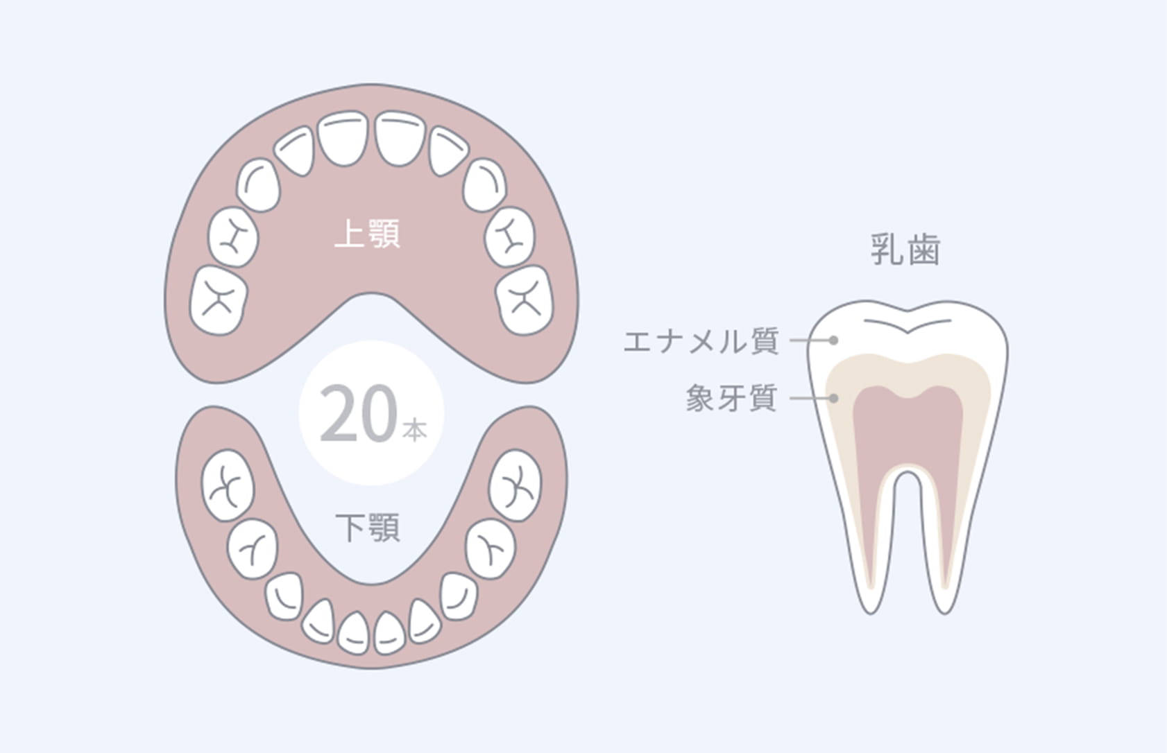 顎の大きさに合わせた小さな歯