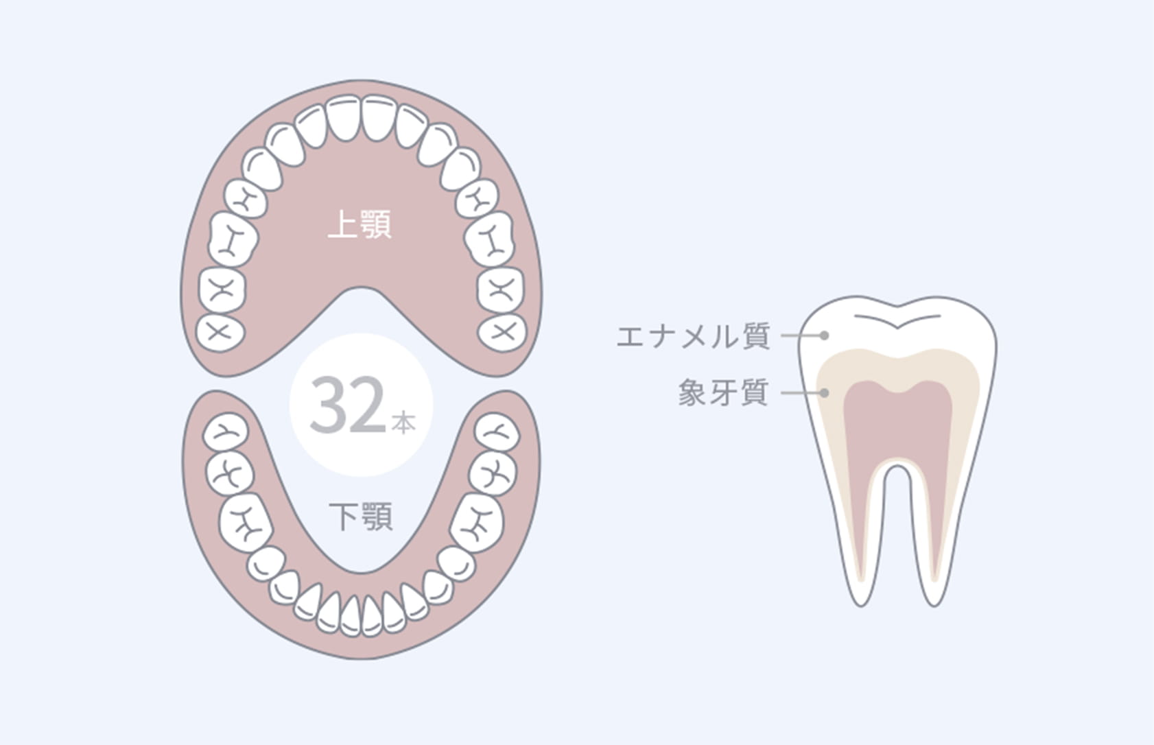 一生ものの丈夫で大きな歯